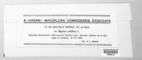 Asteridiella manca image